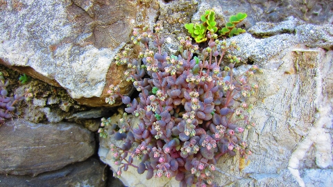 Mauerblümchen