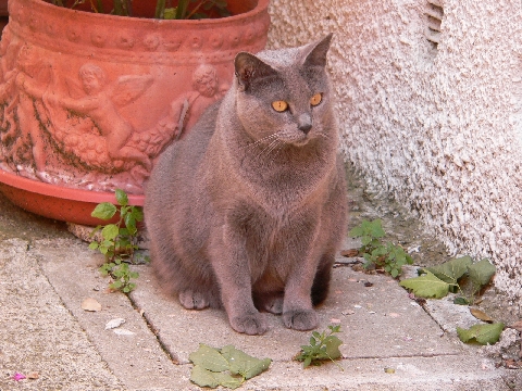 Katze
