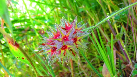Blume
