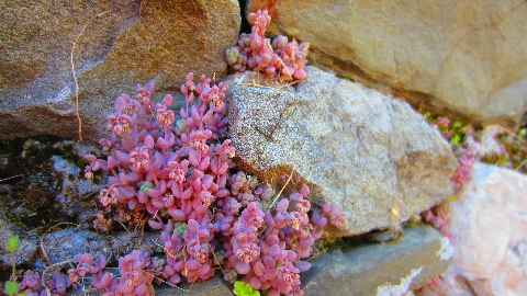 Mauerbluemchen