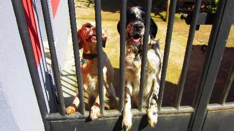 Hunde