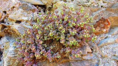 Mauerbluemchen