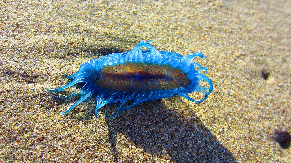 Segelqualle