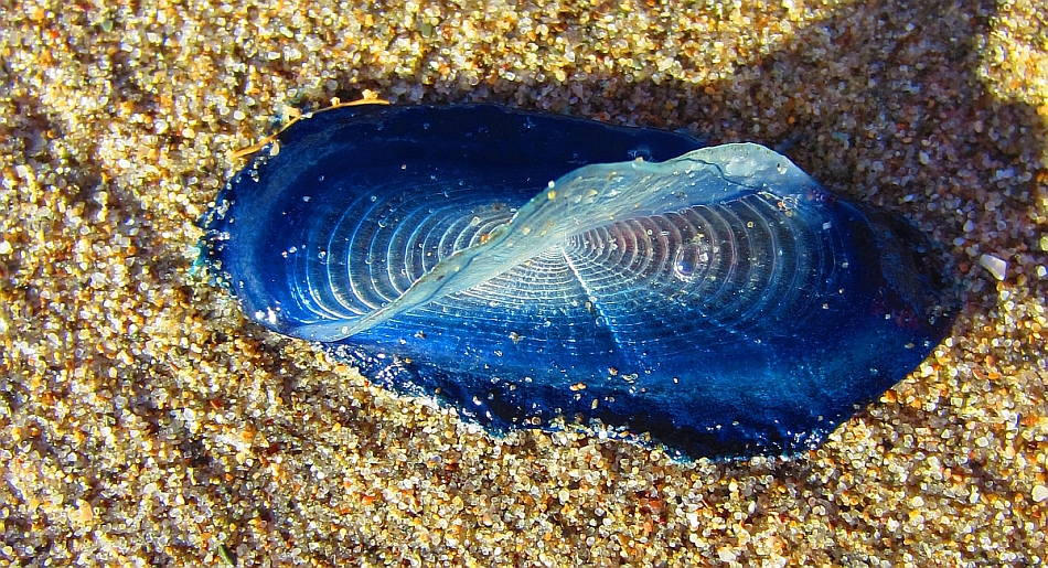 Segelqualle