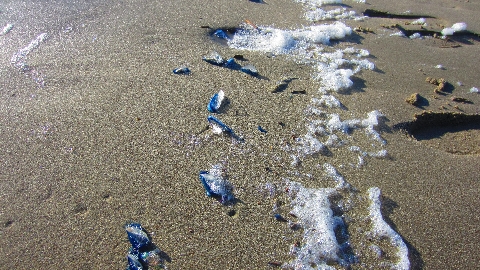 Meer