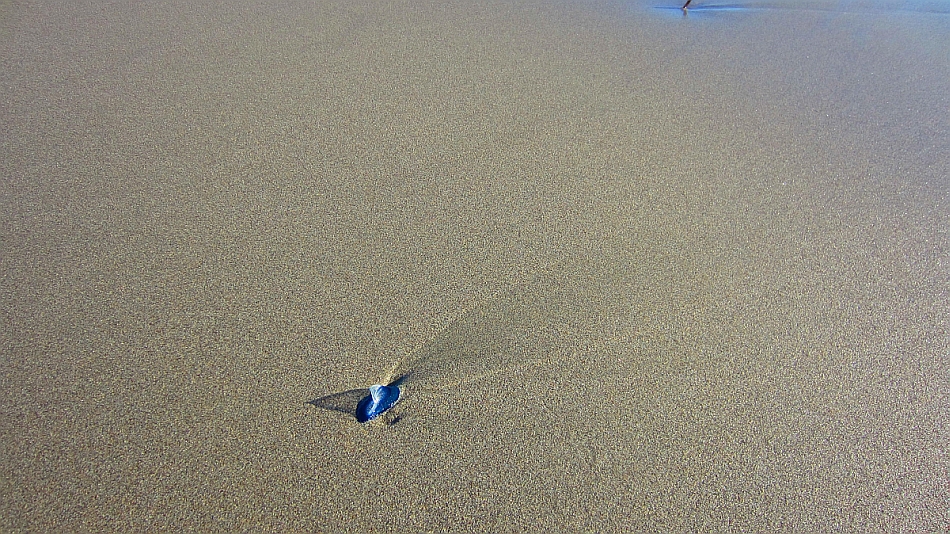 Segelqualle
