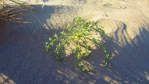 Stranddistel