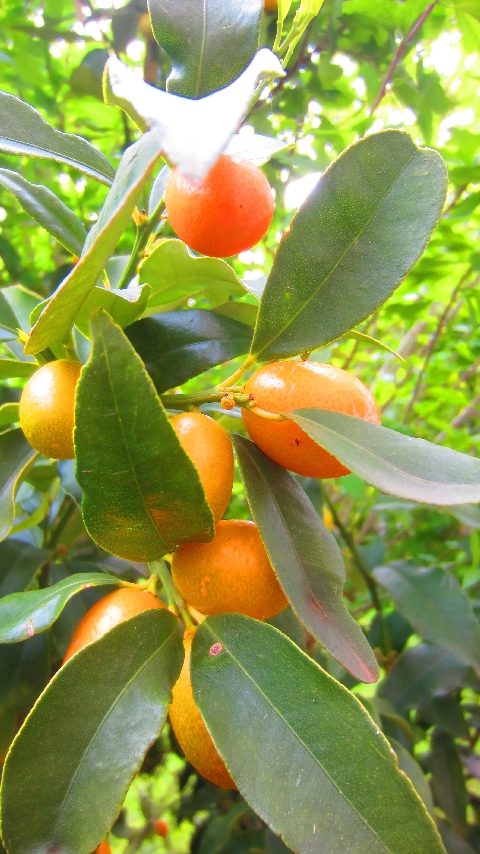 Kumquats