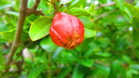 Granatapfelknospe