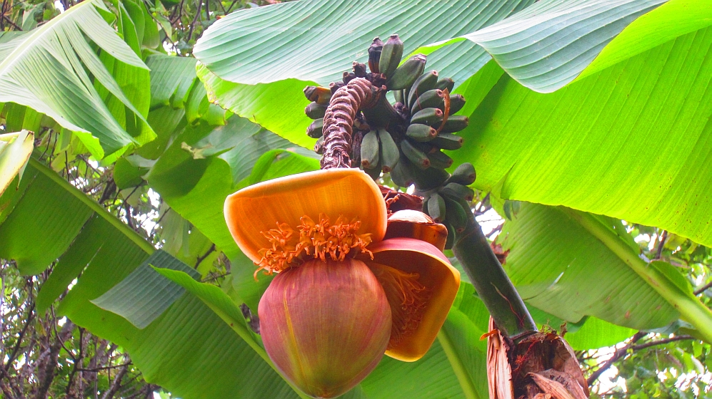 Bananenbl&uuml;te