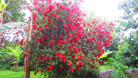 Flaschenputzerstrauch