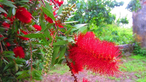 Flaschenputzerstrauch