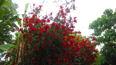 Flaschenputzerstrauch