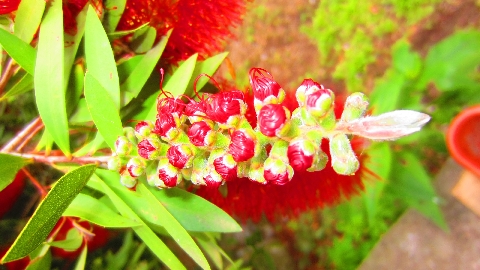 Flaschenputzerstrauch