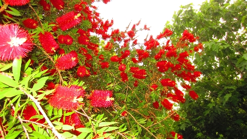 Flaschenputzerstrauch