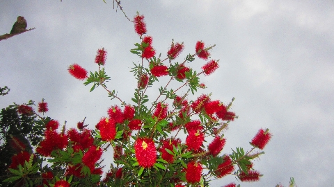 Flaschenputzerstrauch