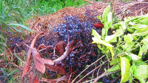 Palmfr&uuml;chte_auf_dem_Kompost