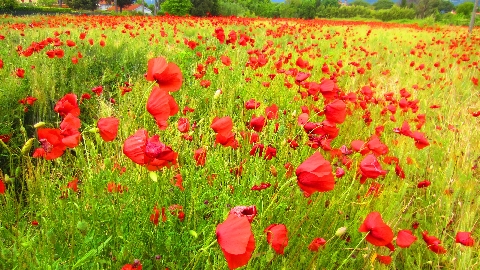 Mohn