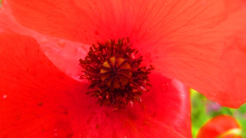 Mohn