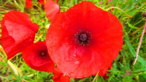Mohn