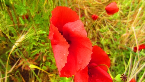 Mohn