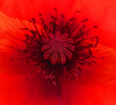 Mohn