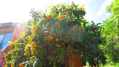Bolgheri_Mispelbaum