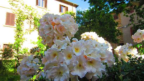 Bolgheri_Rosenbusch