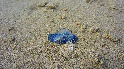 Segelqualle