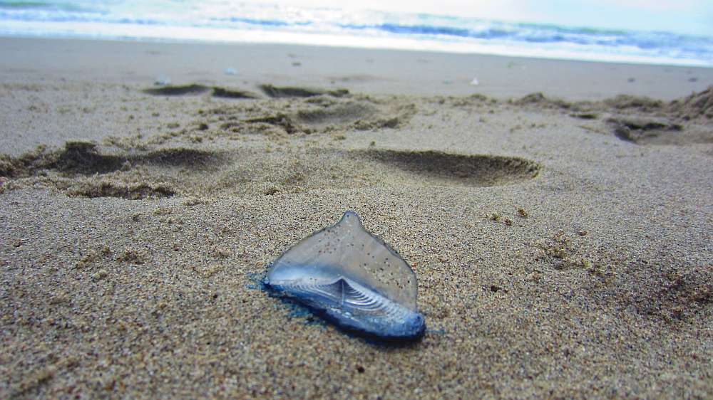 Segelqualle