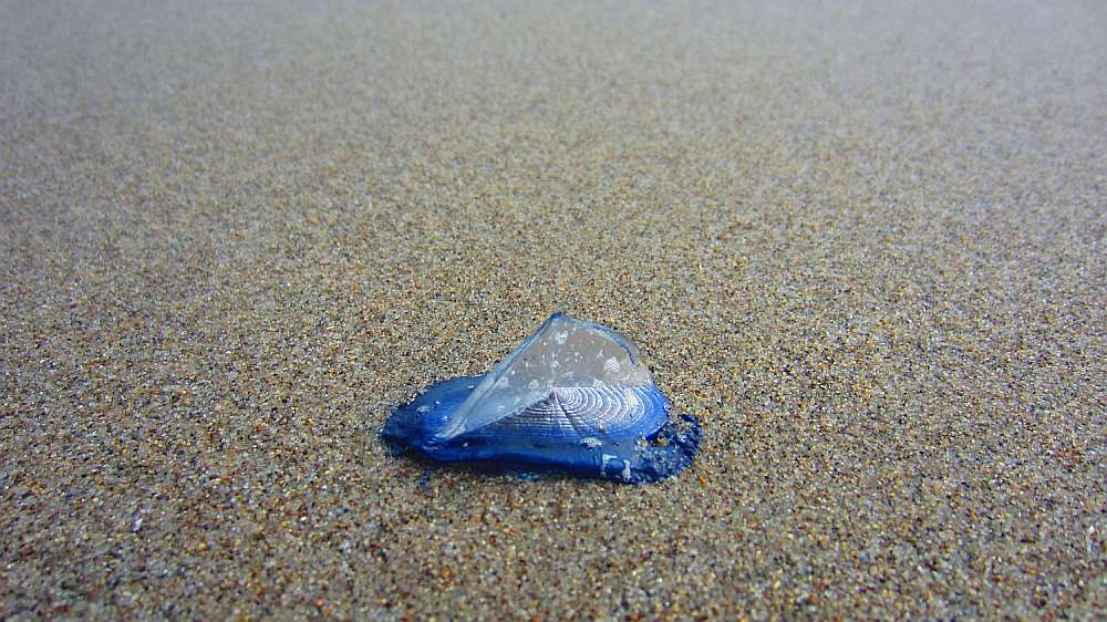 Segelqualle