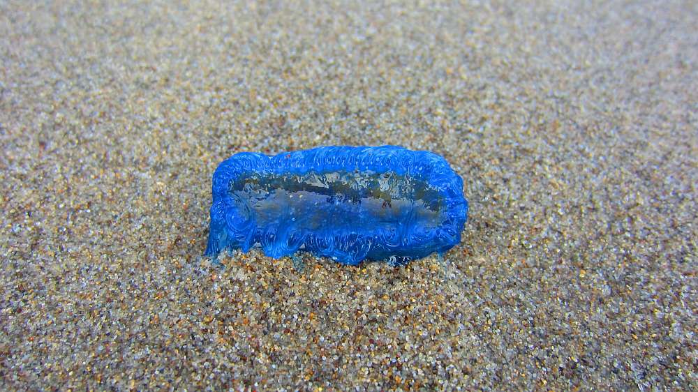 Segelqualle