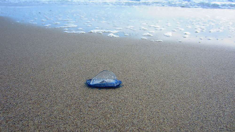 Segelqualle
