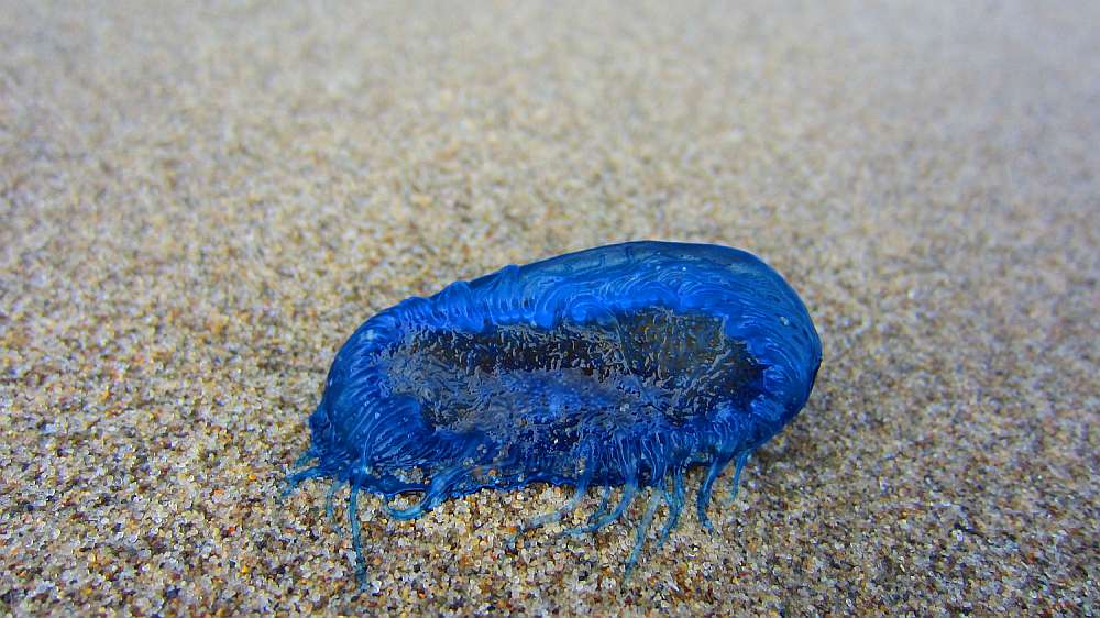 Segelqualle