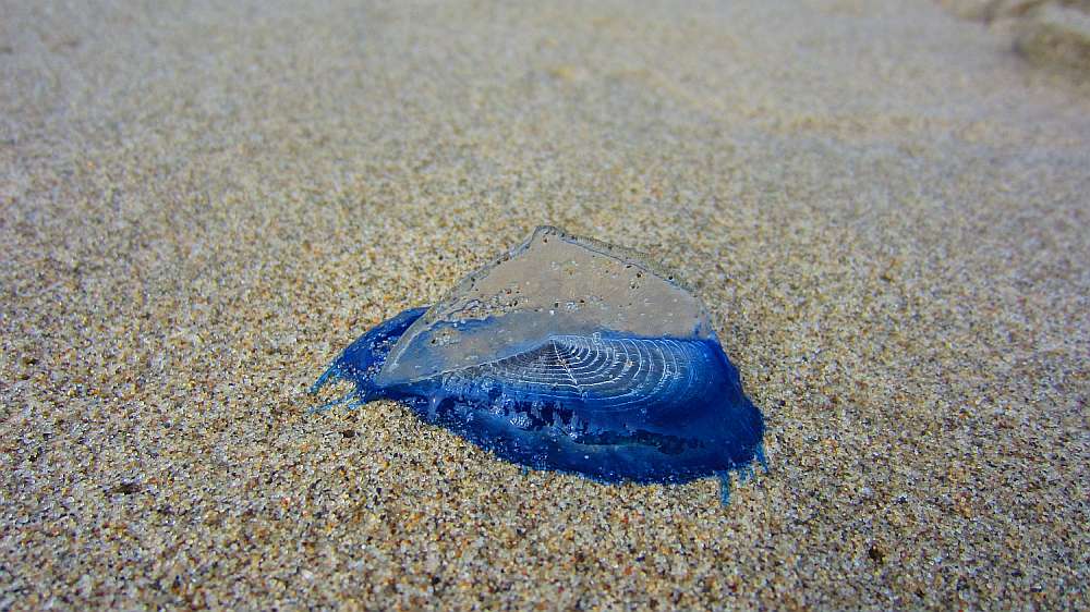 Segelqualle