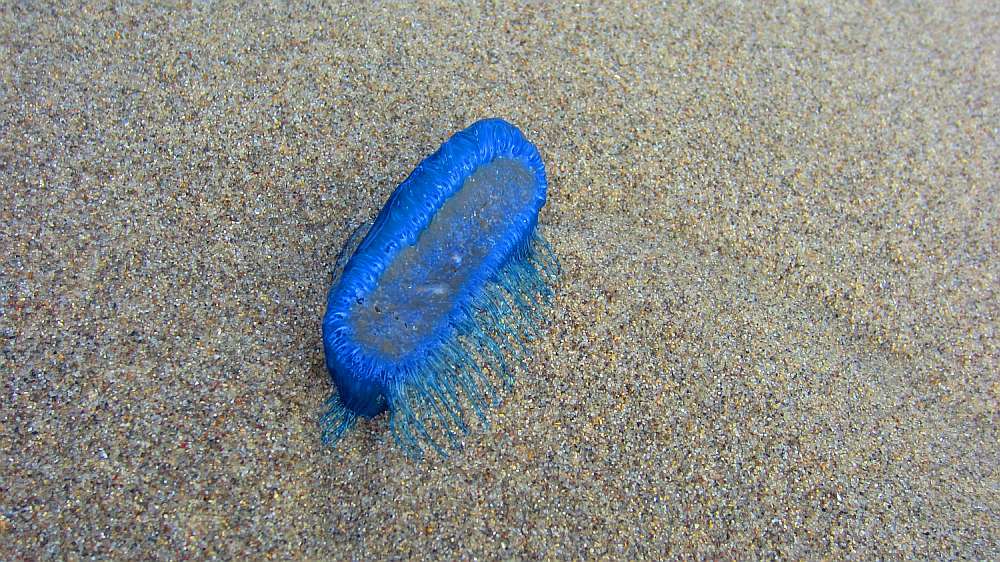 Segelqualle