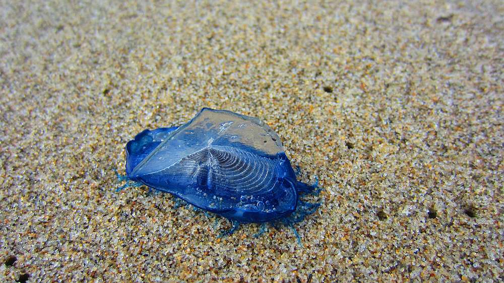 Segelqualle