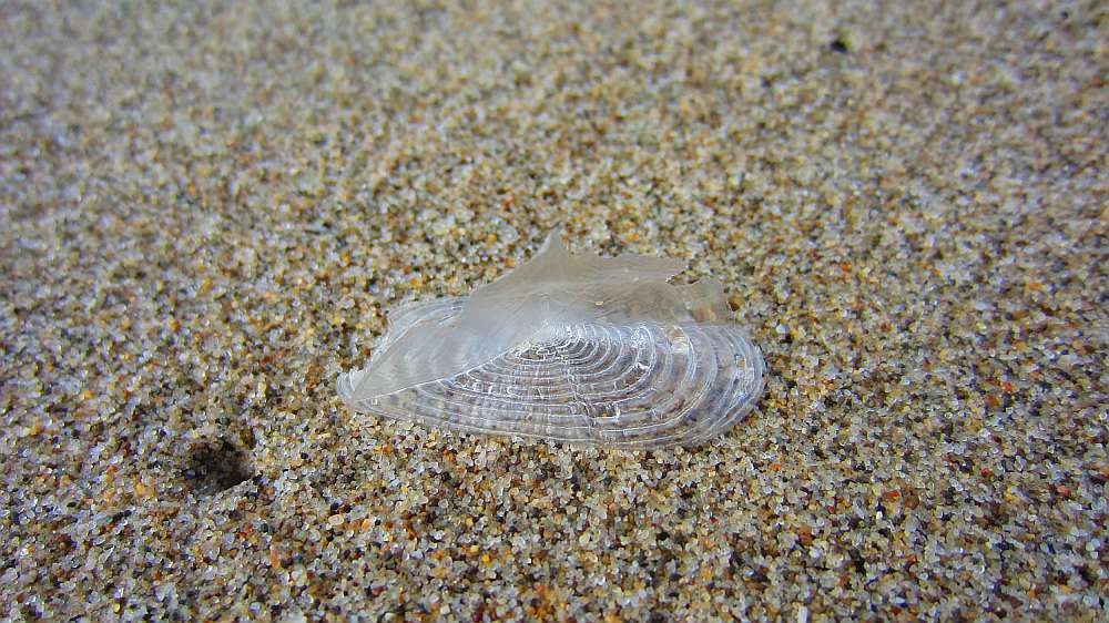 Segelqualle_weiss