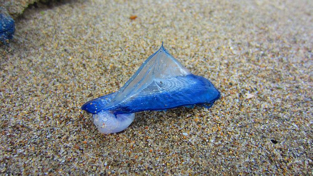 Segelqualle