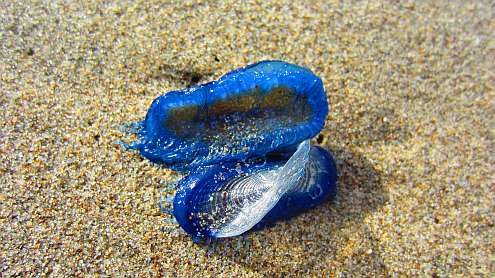 Segelqualle