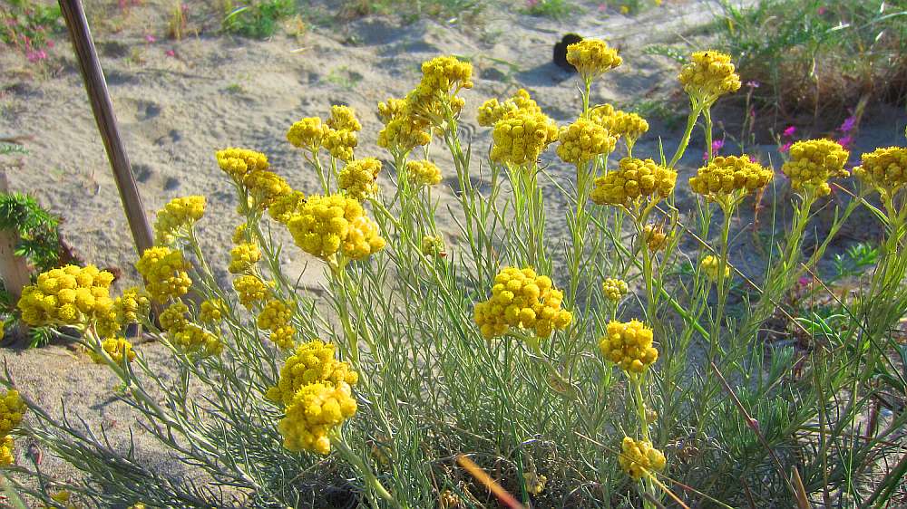 Strandblueten
