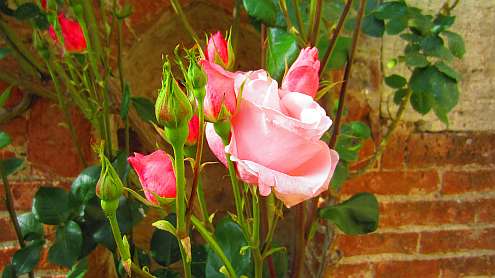 San_Galgano_Rosen