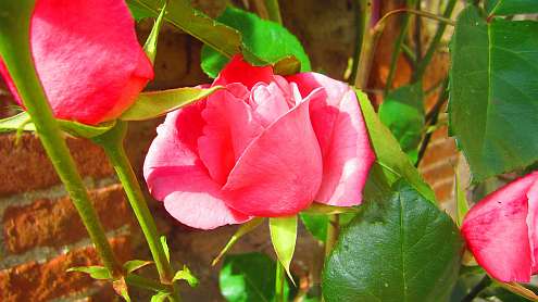 San_Galgano_Rosen