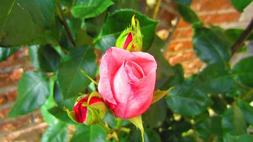 San_Galgano_Rosen