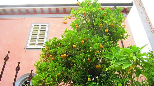 Oasi_Massaciuccoli