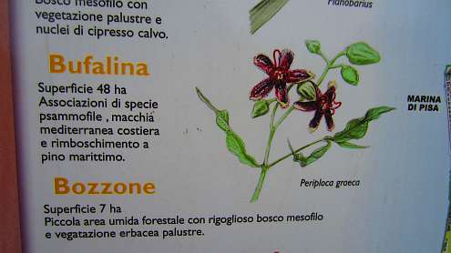 Oasi_Massaciuccoli