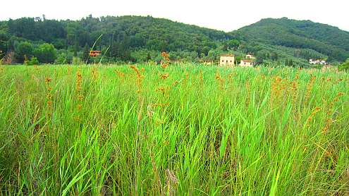 Oasi_Massaciuccoli