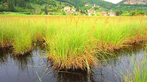 Oasi_Massaciuccoli