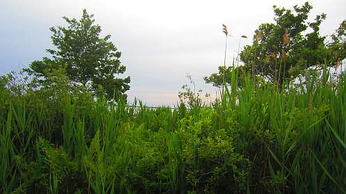 Oasi
