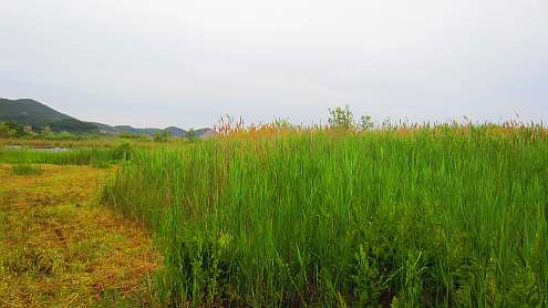 Oasi_Massaciuccoli